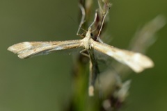 Ryllikfjærmøll (Gillmeria pallidactyla)