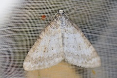 Englundmåler (Perizoma albulata)