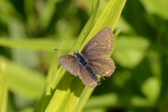 Sankthansblåvinge (Aricia artaxerxes)