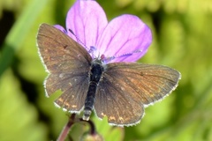 Sankthansblåvinge (Aricia artaxerxes)