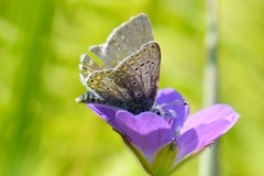 Sankthansblåvinge (Aricia artaxerxes)