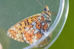 Rødflekket perlemorvinge (Boloria euphrosyne)