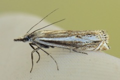 Smalstreknebbmott (Crambus lathoniellus)