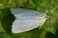 Nordlig gulbladvikler (Zelotherses unitana)