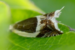 Vikkesigdvikler (Ancylis badiana)