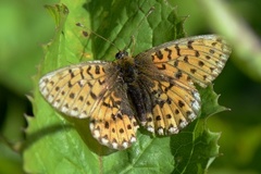 Brunflekket perlemorvinge (Boloria selene)