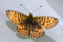 Brunflekket perlemorvinge (Boloria selene)