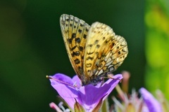 Brunflekket perlemorvinge (Boloria selene)