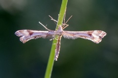 Hestehovfjærmøll (Platyptilia gonodactyla)