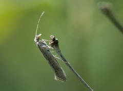 Vandrekålmøll (Plutella xylostella)