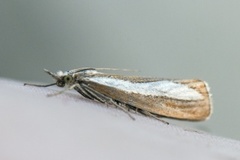 Perlemornebbmott (Catoptria margaritella)