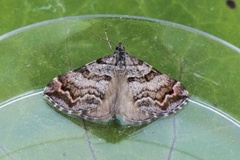 Tranebærmåler (Carsia sororiata)