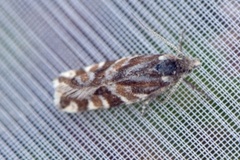 Fjellkveldvikler (Epinotia mercuriana)
