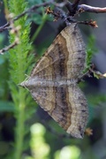 Brun bakkemåler (Scotopteryx chenopodiata)