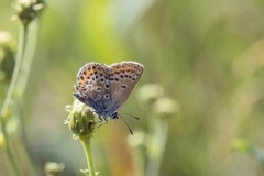 Argusblåvinge (Plebejus argus)