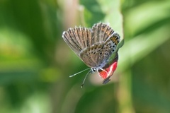 Argusblåvinge (Plebejus argus)