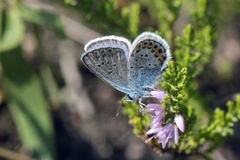 Argusblåvinge (Plebejus argus)