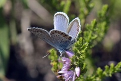 Argusblåvinge (Plebejus argus)