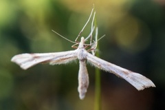 Ryllikfjærmøll (Gillmeria pallidactyla)