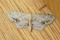 Flekkengmåler (Idaea dimidiata)