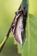 Bjørketannspinner (Pheosia gnoma)