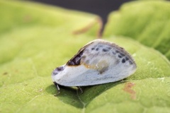 Slåpetornsigdvinge (Cilix glaucata)