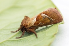 Rød roteter (Triodia sylvina)