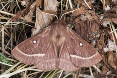 Kløverspinner (Lasiocampa trifolii)