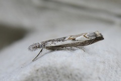 Blålig nebbmott (Platytes alpinella)