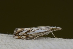 Klippenebbmott (Catoptria falsella)