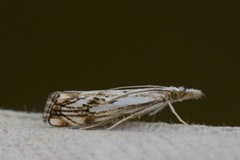 Klippenebbmott (Catoptria falsella)