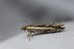 Stripesigdvikler (Ancylis apicella)