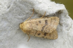 Brunt urtefly (Caradrina morpheus)