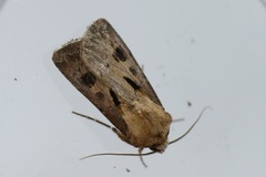 Åkerjordfly (Agrotis exclamationis)