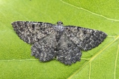 Tannringmåler (Charissa obscurata)