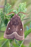 Kløverspinner (Lasiocampa trifolii)