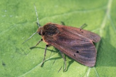 Rustvingespinner (Phragmatobia fuliginosa)