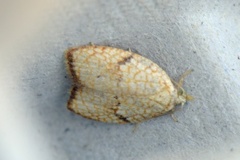 Lønneblomstflatvikler (Acleris forsskaleana)