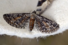 Rustdvergmåler (Eupithecia icterata)