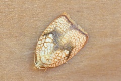 Lønneblomstflatvikler (Acleris forsskaleana)