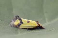 Ringpraktvikler (Agapeta zoegana)