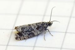 Engprydvikler (Celypha cespitana)