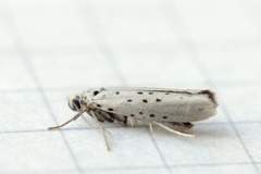 Smørbukkspinnmøll (Yponomeuta sedella)