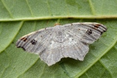 Grå buemåler (Macaria alternata)