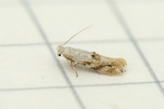 Bucculatrix bechsteinella