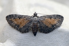 Rustdvergmåler (Eupithecia icterata)