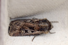 Gråbrunt sandjordfly (Euxoa tritici)