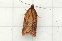 Mjødurtflatvikler (Acleris aspersana)