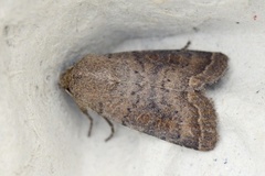 Mørkt ringurtefly (Hoplodrina blanda)