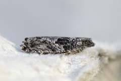 Epinotia cinereana/nisella